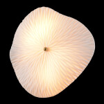Фото 4 Бра Crystal Lux CONTESSA AP2.2