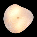 Фото 1 Бра Crystal Lux CONTESSA AP2.2